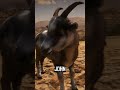 if red dead redemption 2 characters were animals