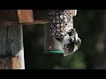 Downy Woodpecker, Fletcher Wildlife Graden