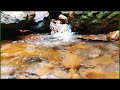 Sounds of Water for Sleep. Forest Stream Sounds, Birds Chirping ✦ Forest Sounds ✦ Relaxing