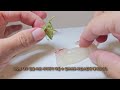 I Gave a Raw Fish to Praying Mantises! World's First Mantis' Red Seabream Sashimi Mukbang.