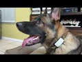 Testing the Houndware HW01 Automatic & Manual Dog Bark Collar | eDog Australia