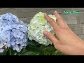 Try growing hydrangeas with flower stems | How to grow hydrangeas