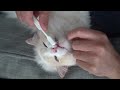 A Day in the Life of a Ragdoll Cat | The Cat Butler