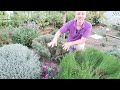 How and when to prune your Rosemary!