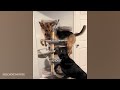 Funny GERMAN SHEPHERDS That Will Change Your Mood For Good