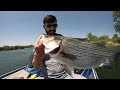 SIGHT FISHING for MONSTER HYBRID STRIPED BASS!!