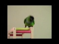 Lucy the Parrot Dances