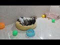 BEST Pets of the DECADE!😜 | Funniest Videos😿🐶