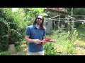 S1:Ep. 28 How to Make Rhubarb Sauce Pt. 1: Harvesting the Rhubarb