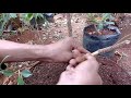 Easy And Fast Ways To Grow New Branches On Bonsai Kimeng