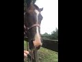 Horse Reacts to First Taste of Sugar Cubes || ViralHog