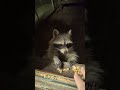 Raccoon enjoying his treat