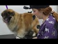 Spicy Pepper Level: Habanero | Cute Fiesty Tibetan Spaniel Dog