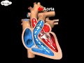 How does human circulatory system work – 3D animation – in English