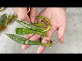 Propagating and growing Sansevieria trifasciata in water a unique idea for fancy table pots