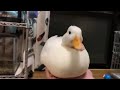 mmm duck