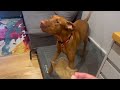 A day in the life of a Hungarian Vizsla