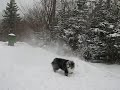 Aussie snow dog