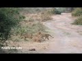 African lions at Akagera National Park, Rwanda, crossing the road