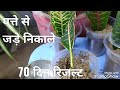 पत्ती में जड़ निकालने🌱