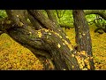 The Love of God: Christian Piano | Prayer &  Instrumental Worship with Scriptures & Autumn scene