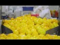 Australian Farmers Produce Thousands Of Tons Of Mangoes This Way - Australian Farming
