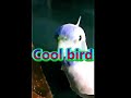 Cool bird