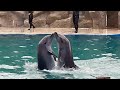 Batumi Dolphinarium