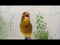 تغريد كناري Chant Canaris singing canaries