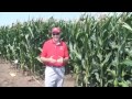 Corn:  Row and Plant Spacing for Better Yield