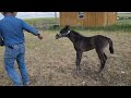 Training Horses From the Beginning