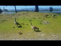 Shoreline Lake  Geese with chicks