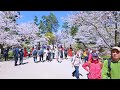 【4K Japan Sakura 2024】Japan's Best Cherry Blossom Viewing Spot Hirosaki Park in Aomori