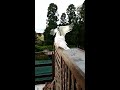 Naughty cockatoo tries to steal my phone!