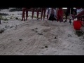 New Born, Baby Sea Turtles Race to the Ocean!