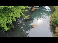 Ekologi Perairan Sungai Krengseng - Kel. 9, Kls C, Akuakultur, FPIK, UNDIP