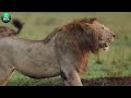 15 Times Animals Messed With The Wrong Warthog | Animal World
