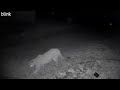 Mountain Lion Comes for a Visit
