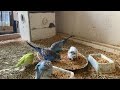 13 Minute Budgies Sounds, Budgies Feeding Time Relax ASMR HD 1080P 60FPS