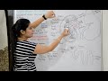 Kidney anatomy & physiology in Hindi | Structure | Functions | Location