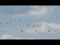 Nagy lilik csapatok 2023 03 12  Anser albifrons /  Greater White-fronted Goose