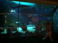 Entire Seaworld Shark Tank Tunnel