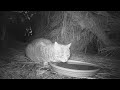 Raccoon Attacks Feral Cat