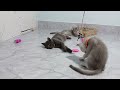 When God sends you a funny cat and dog🥰Funniest cat and dog ever😹🐕Part 20