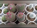 Variedad de cactus 🌵 Astrofito