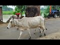 Indian Village Life In Uttar Pradesh / Natural Lifestyle Uttar Pradesh \ Real Life India