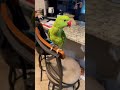 Funny Parrot Playing With New Favorite Toy!