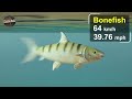 Fish Speed Comparison | Fastest Fish in the Ocean | Data Ball