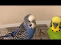 Two birds speak to each other (English)