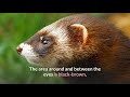 European Polecat || Description, Characteristics and Facts!